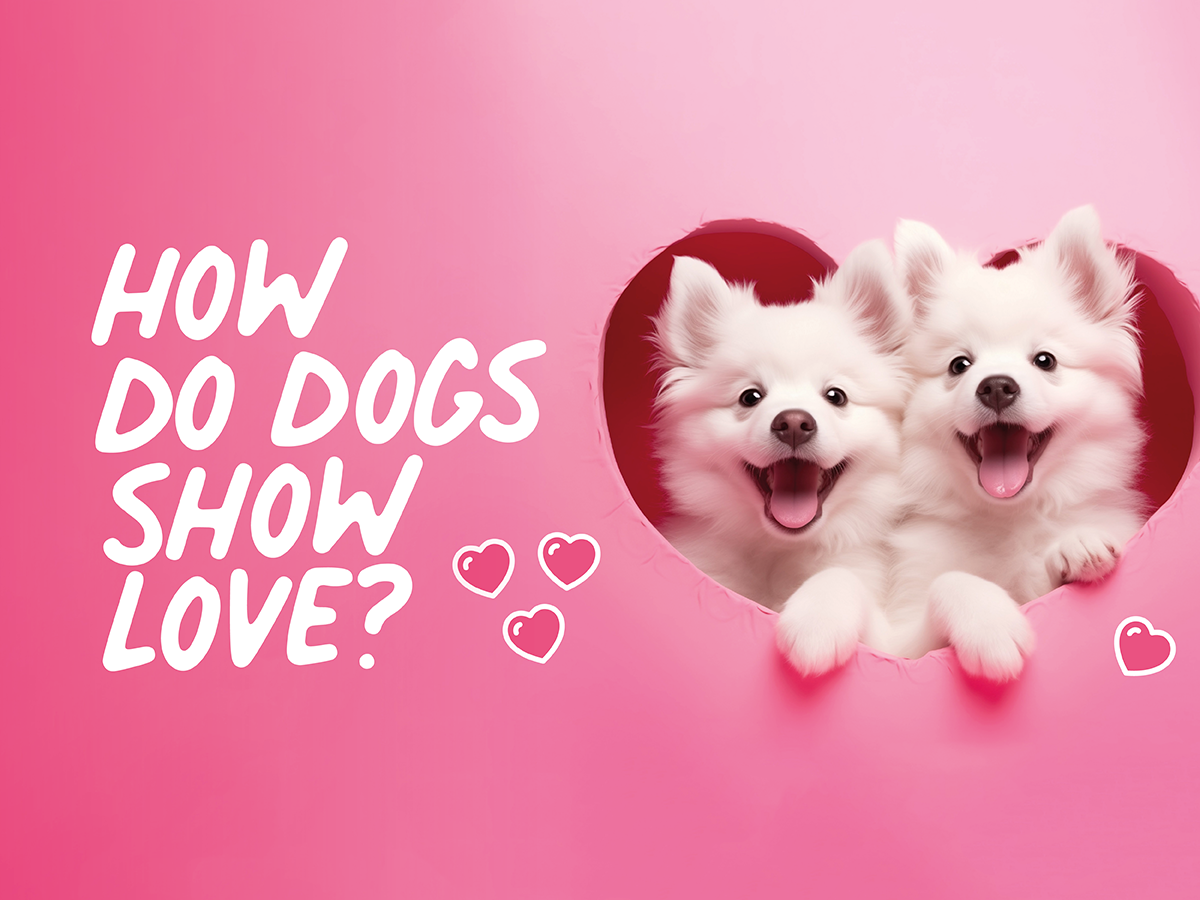 how-do-dogs-show-love