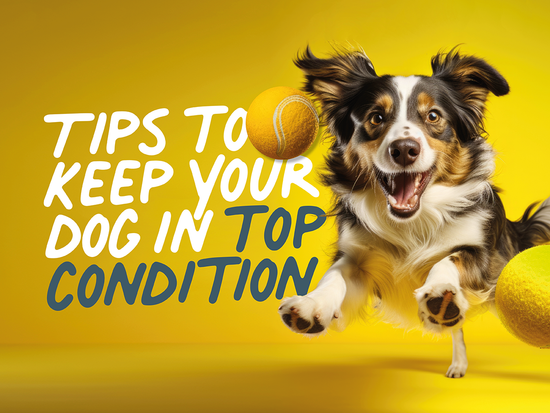 5 tips to keep your dog in top condition