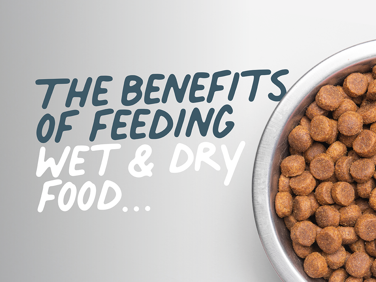Best wet dog food to mix with dry hotsell