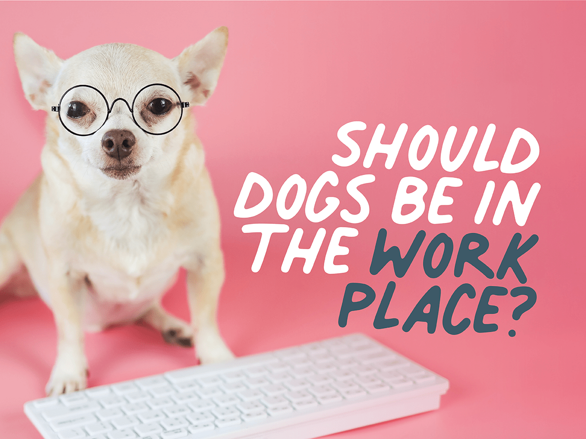 Should you allow dogs in the office? Caboodle