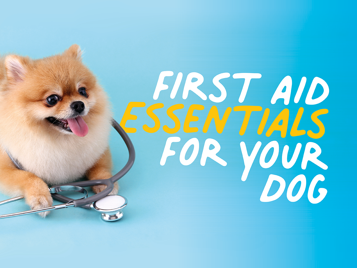 Dog first aid essentials Caboodle