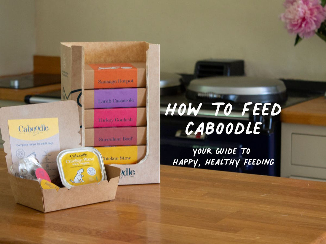 How to Caboodle: Your Guide to Happy, Healthy Feeding