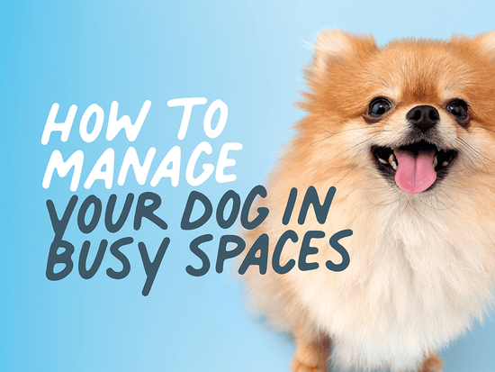 How to manage your dog in busy spaces 