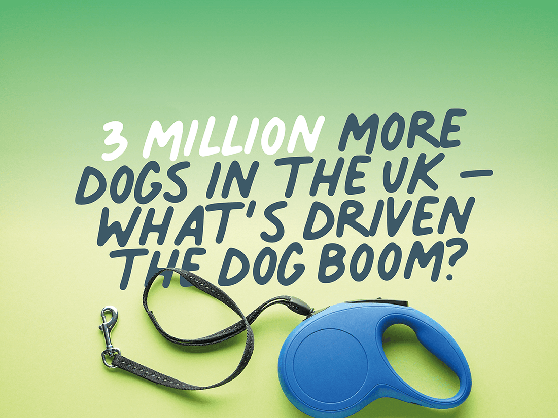 What's driving the UK's dog boom?