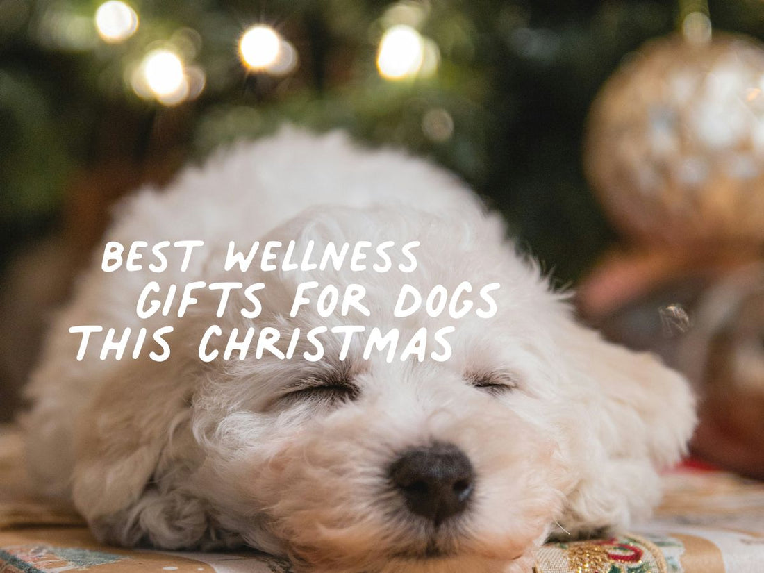 wellness gift for dogs