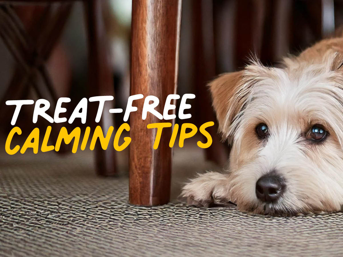 dog sitting calmly under table