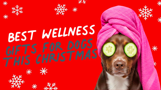 Best Wellness Gift For Dogs This Christmas