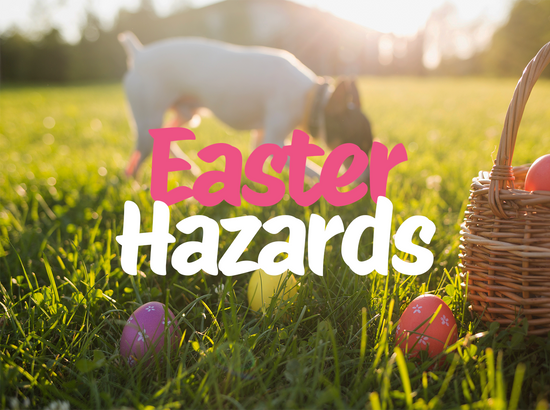 Easter Hazards Every Dog Owner Should Know!