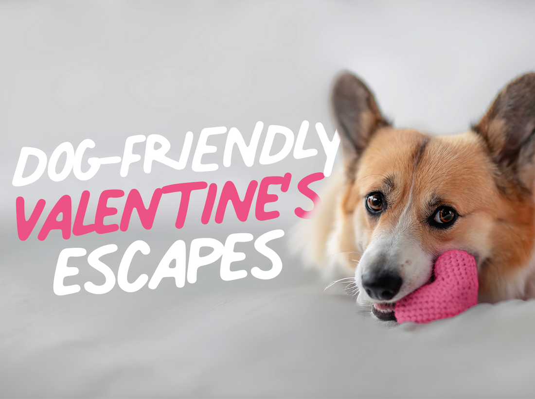 Best Dog-Friendly Valentine's Hotels UK 2026