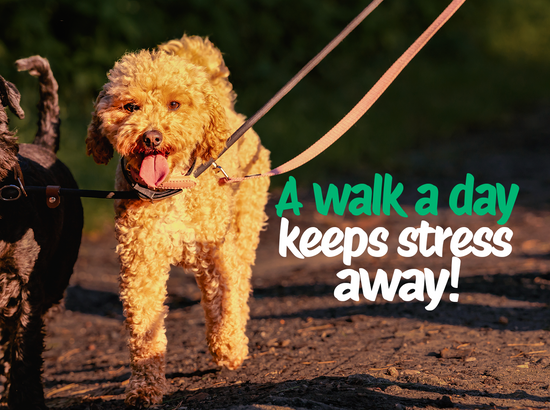 How daily dog walking supports mental health and helps prevent obesity