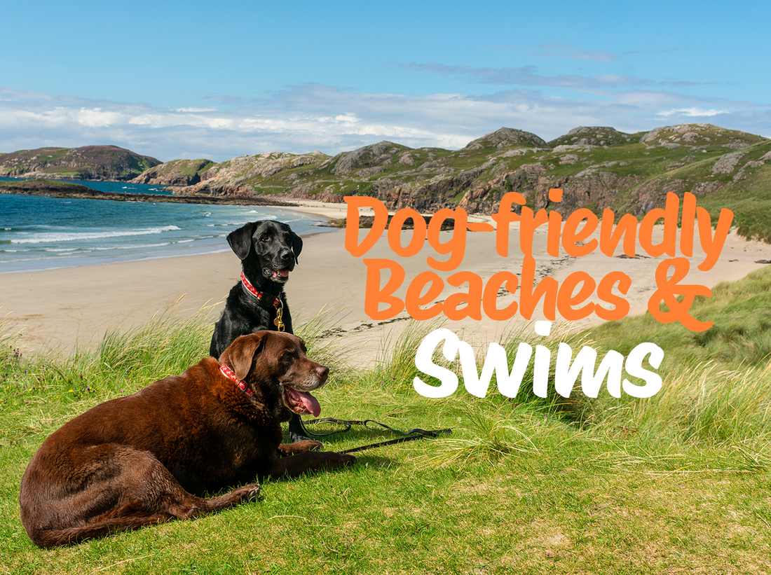 Cool off... The UK's best dog-friendly waters