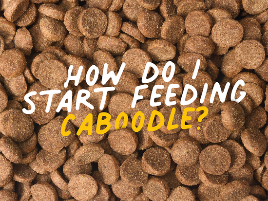 How to feed Caboodle 