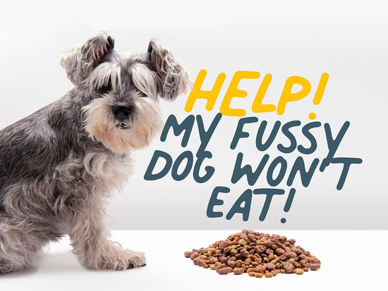 Help! My Fussy Dog Won't Eat!