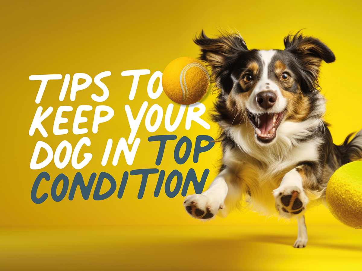 5 tips to keep your dog in top condition Caboodle