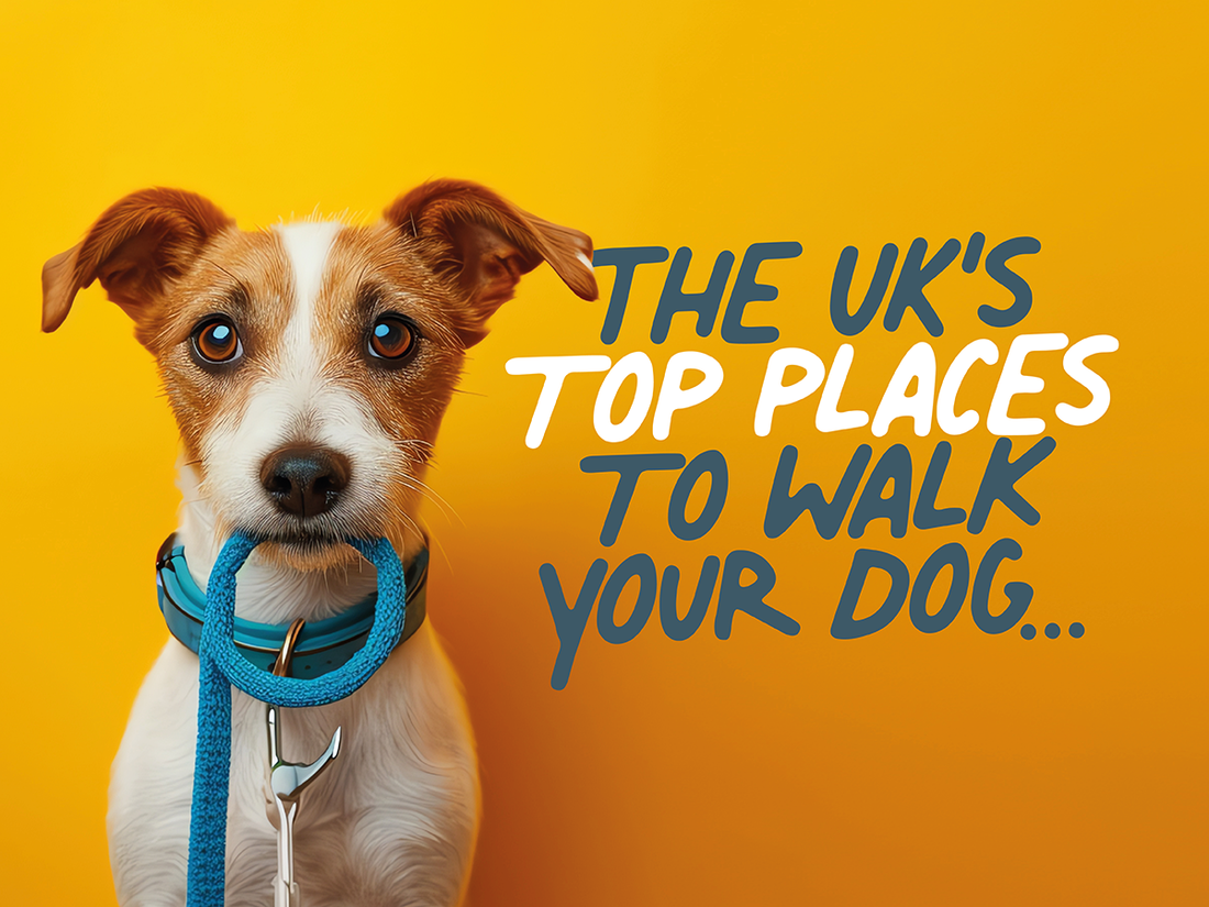 The UK's top places to walk your dog 