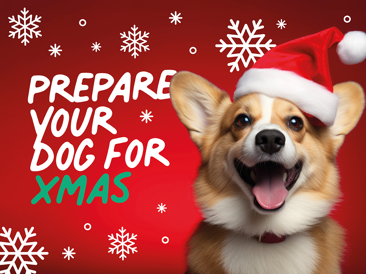 Preparing Your Dog For Christmas Caboodle