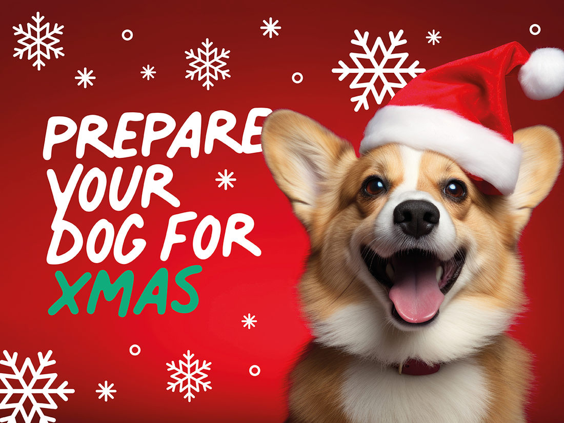 Preparing Your Dog For Christmas