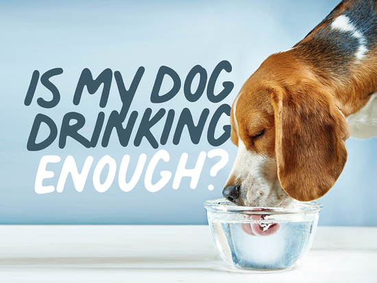 What Are The Signs Of Dehydration In Dogs?