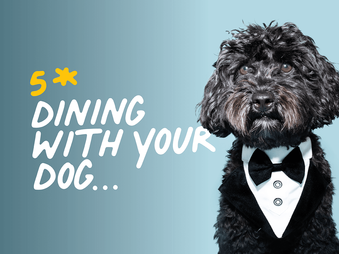 Five Star Dining With Your Dog!