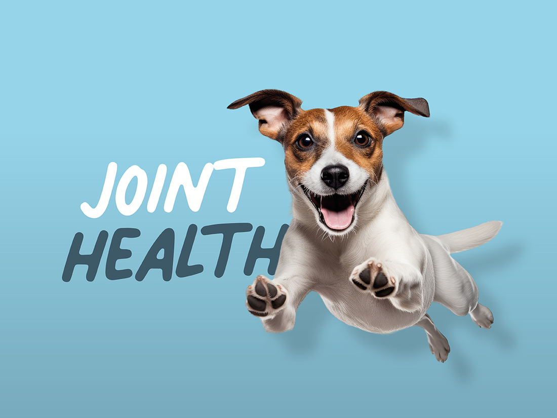 Best dog food ingredients for joint health image of dog jumping