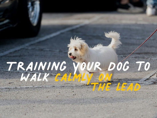 Lead Etiquette: Training Your Dog to Walk Calmly