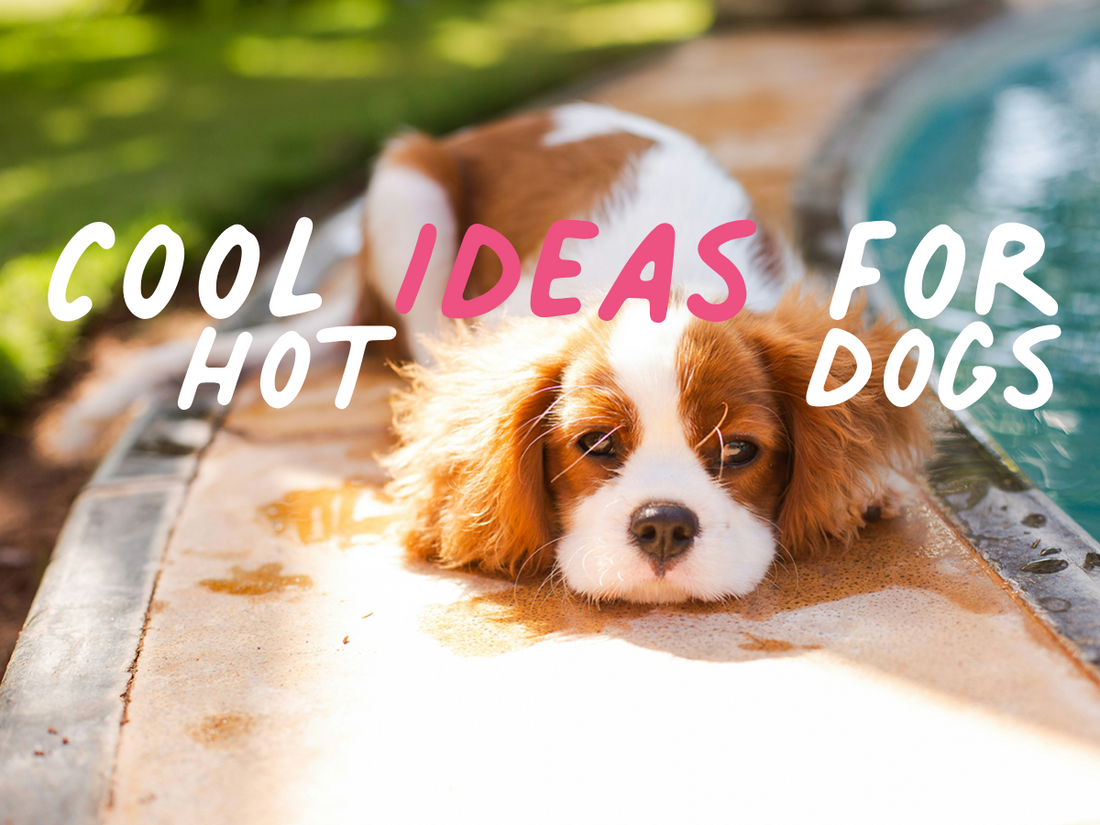cute dog in shade next to water