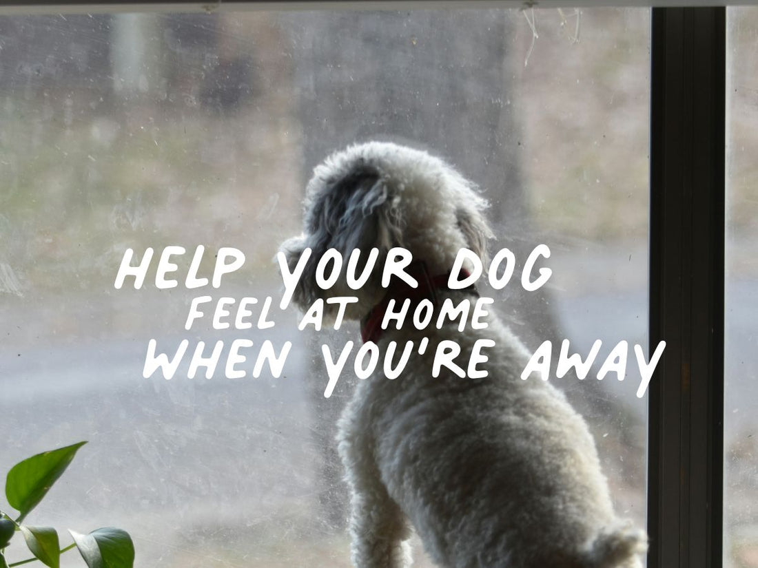 Dog looking longingly out of window