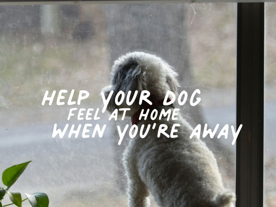 Dog looking longingly out of window