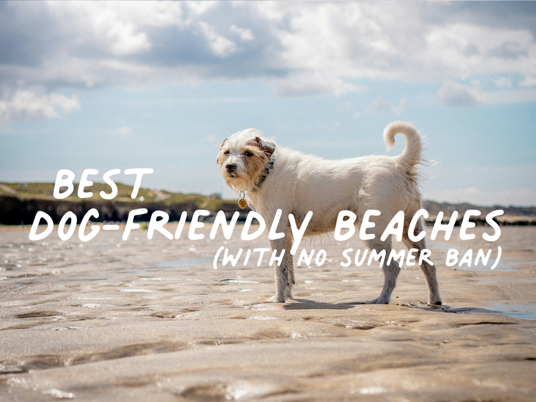 dog on beach