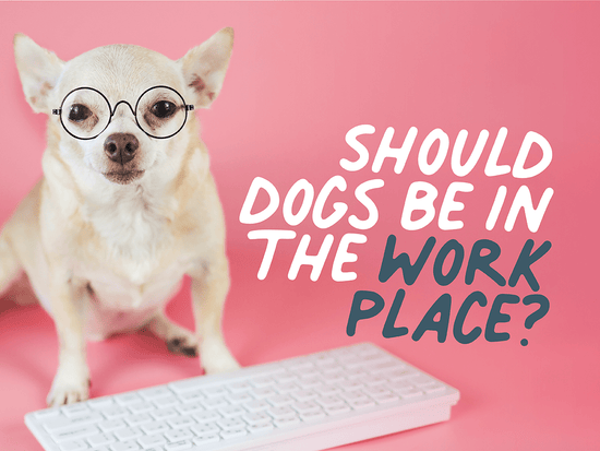 Dogs in the workplace 