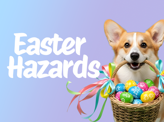 Easter Hazards Every Dog Owner Should Know!