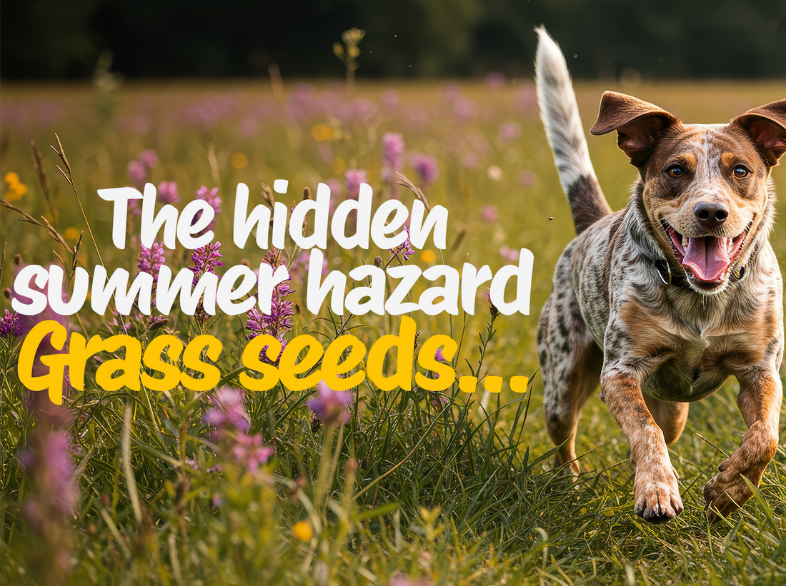 Grass seeds: the hidden summer hazard every dog owner should know about