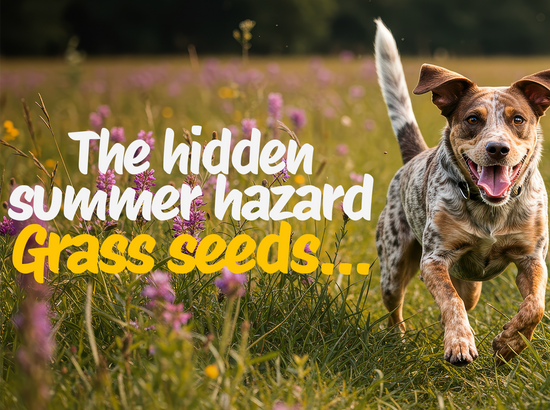 Grass seeds: the hidden summer hazard every dog owner should know about