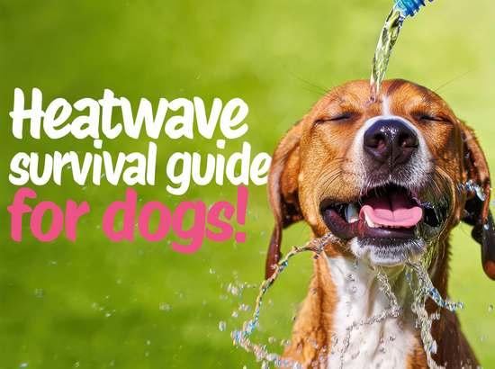 Caboodle's Heatwave Survival Guide for Dogs!