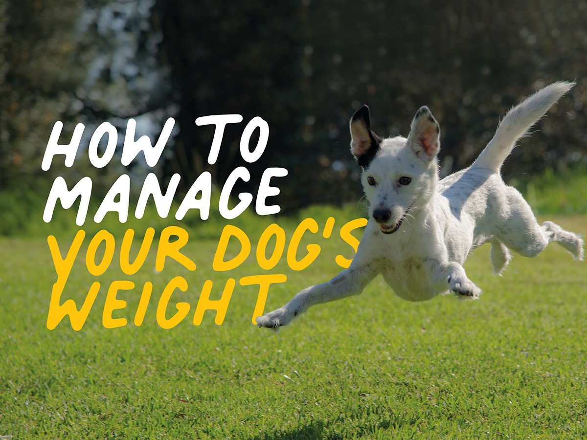 How to manage your dog's weight – Caboodle