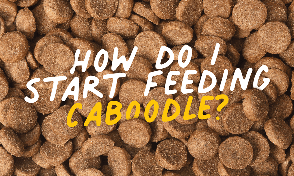 How to feed Caboodle 