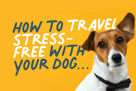 How to travel stress free with your dog 