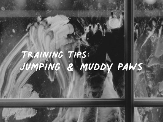 Autumn Training Tips: Jumping & Muddy Paws