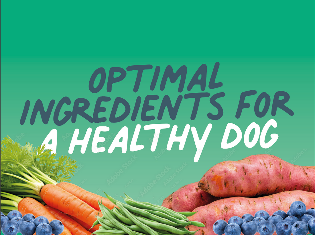 Optimal ingredients for a healthy dog