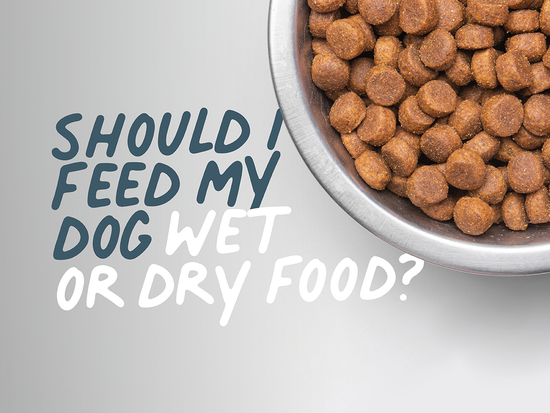 Should I Feed My Dog Wet Or Dry Food?