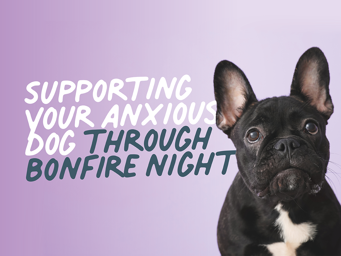 Supporting Your Dog Through Bonfire Night