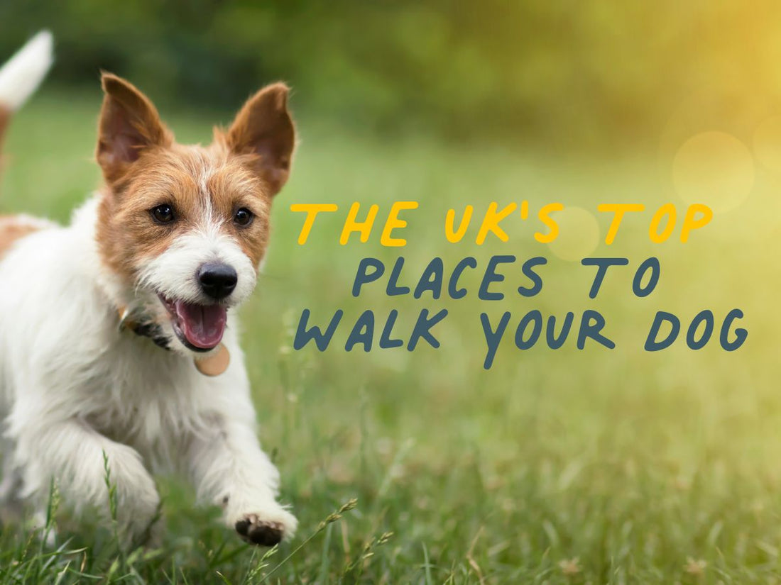 The UK's top places to walk your dog 