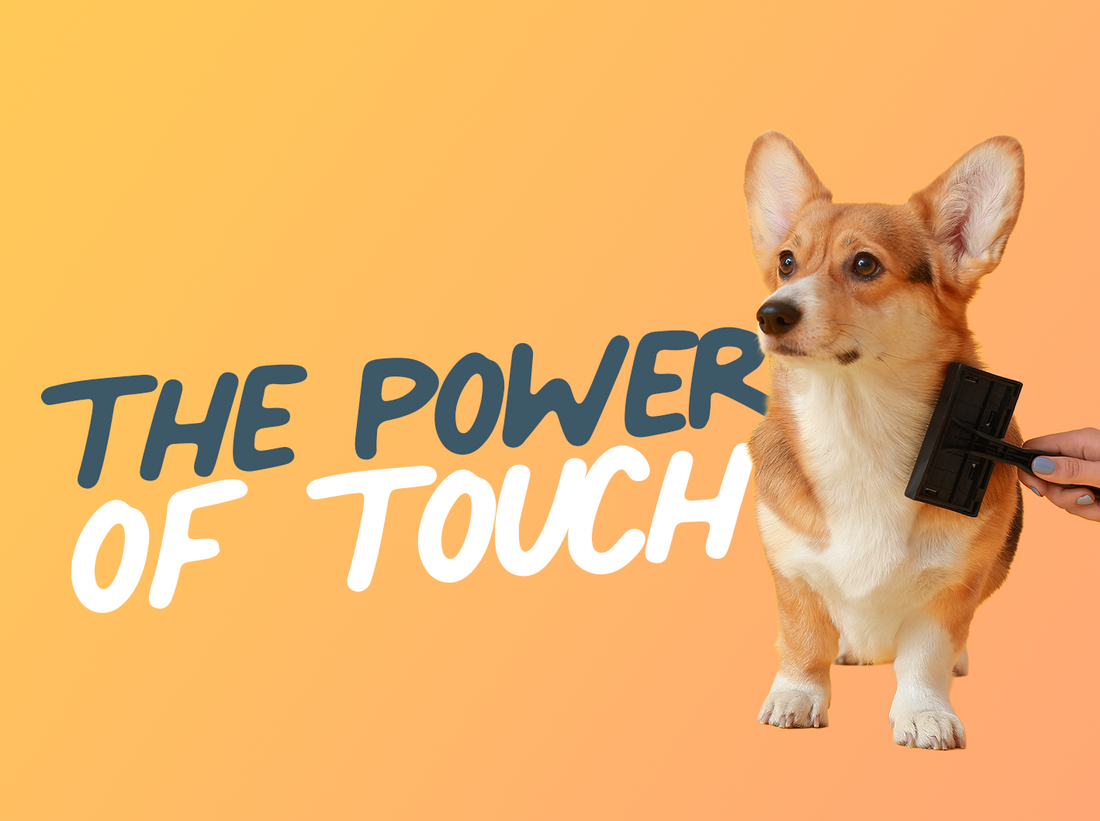 How to Bond With Your Dog This Valentine's Day