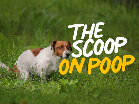Holy crap!! We give you the scoop on poop...