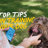 Dog licking lips about to get a Caboodle dog treat
