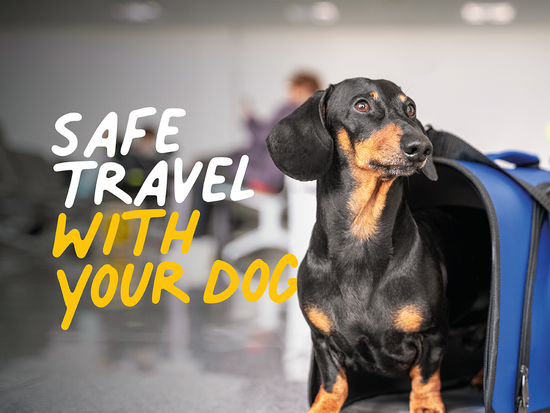 Save Travel With Your Dog 