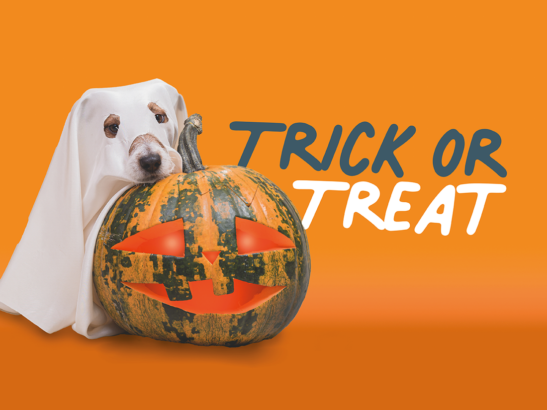 Dog dressed as a ghost with pumpkin