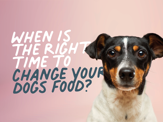 When is the right time to change your dog's food?