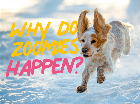 Why do winter zoomies happen?