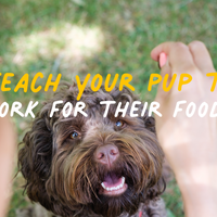 teaching your pup